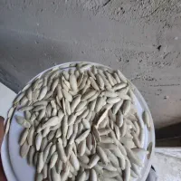 تخمه کدو درجه یک