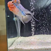 ماهی فلاور هورن تایلندی|ماهی|اصفهان, دشتستان|دیوار