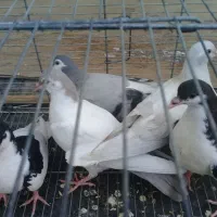 کبوتر