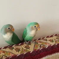 گمشده