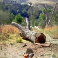 خریدار چوب برش چوب قطع چوب هرس چوب قطع درخت