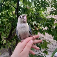 گرینچیک پاین اپل