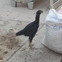 جوجه لاری افغان اصل مشکی|حیوانات مزرعه|شیراز, شاپورجان|دیوار