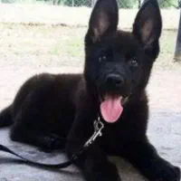 معاوصه با قدرجونی