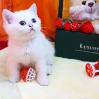 گربه های اصیل و خالص و شجره دار|گربه|شیراز, عفیف‌آباد|دیوار