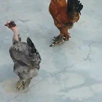 مرغ دیلگونی|پرنده|یاسوج, |دیوار