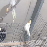 باسلام