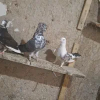 کفتر ب شرط