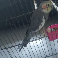 عروس هلندی دستی حرف میزنه