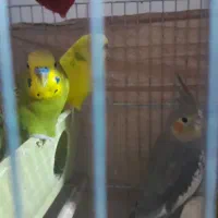 مرغ عشق با عروس هلندی