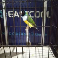 فنچ گلدین نر معاوضه با ماده