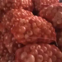 ۲۰ تن پیاز زرد