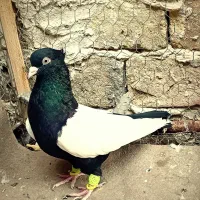 کبوتر سینه سیاه