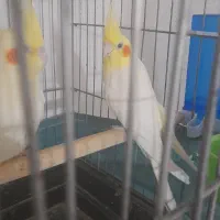 جفت عروس لوتینیو مولد|پرنده|بندرعباس, |دیوار