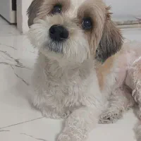 واگذاری سگ شیتزو تریر ماده