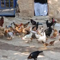 فروش مرغ و خروس