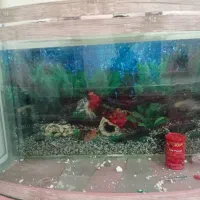 یک عدد اکواریوم سالم زیبا