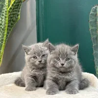 گربه بریتیش بلو کیفیت بمب