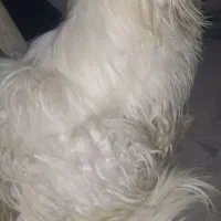 سگ پا کوتاه|حیوانات|همدان, |دیوار