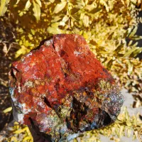 شجر گل اناری