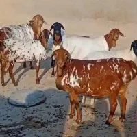 صلال و برشن|حیوانات مزرعه|خرمشهر, |دیوار