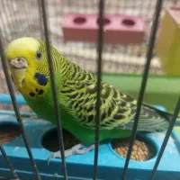 فروش فوری مرغ عشق با عروس هلندی معاوضه دارم