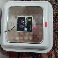 تخم مرغ نطفه دار|پرنده|کوهسار (البرز), |دیوار