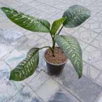 گلدان|گل و گیاه طبیعی|دورود, |دیوار