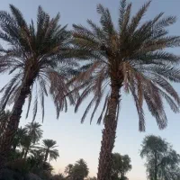 درخت نخل|گل و گیاه طبیعی|رودان, |دیوار