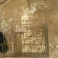 قفس پرنده
