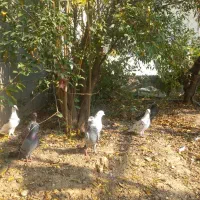 کبوتر۱۱عدد|پرنده|خان ببین, |دیوار