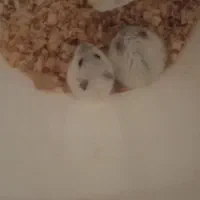 همستر های کوچولوی خانگی|موش و خرگوش|اسلام‌شهر, شهرک قائمیه|دیوار