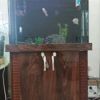 آکواریوم  ماهی اسکار