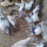 قیمت رو ببین|پرنده|تهران, فاطمی|دیوار