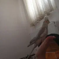 پرنده عروس هلندی|پرنده|فولادشهر, مسکن مهر فولادشهر|دیوار