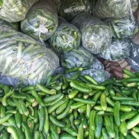حراج خیارسبزمحلی قلمی25