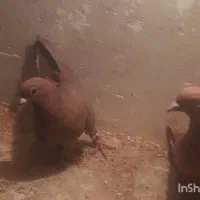 نروماده زردگلی دمسفید