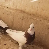 طوقی وشازده|پرنده|قم, نیروگاه|دیوار