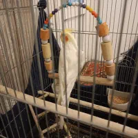 عروس هلندی|پرنده|رباط‌کریم, مسکن مهر آبشناسان|دیوار