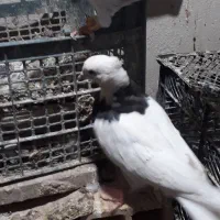 کله‌ دم سبز|پرنده|لالجین, |دیوار