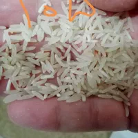 برنج فجر لاشه وسالم