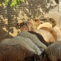 گوسفندچاق وشک نزاییده ومیش پرواری وکاوه نر|حیوانات مزرعه|خرم‌آباد, |دیوار
