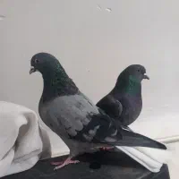 سبز دم سفید