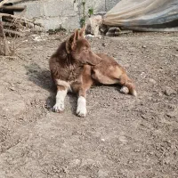 سگ آلابای|سگ|رشت, لاکان|دیوار