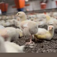 استخدام سالن دار مرغ داری