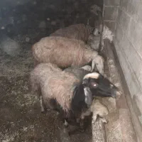 بز و گوسفند|حیوانات مزرعه|کرمانشاه, |دیوار