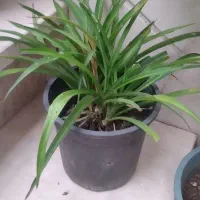 گلهای آپارتمانی|گل و گیاه طبیعی|الوند, |دیوار