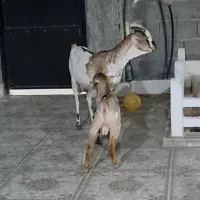 بزسومال اصل