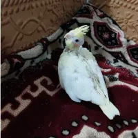فروش جفت عروس هلندی به شرط|پرنده|جهرم, |دیوار