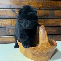 یک جفت توله بلک واکسن خورده